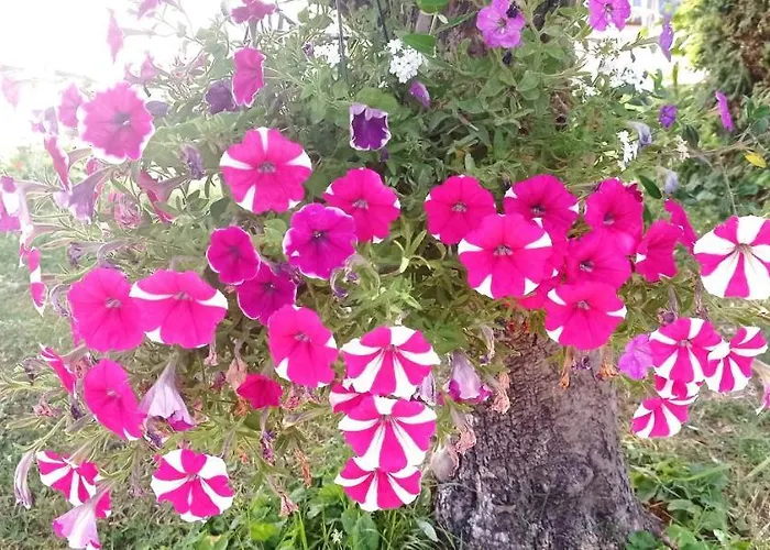 Independant, 1 Lit Deux Personnes Et 1 Appoint Piscine Jardin Direct Gare Aeroport Et Jardin Toulouse