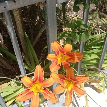 Independant, 1 Lit Deux Personnes Et 1 Appoint Piscine Jardin Direct Gare Aeroport Et Jardin Διαμέρισμα Τουλούζη