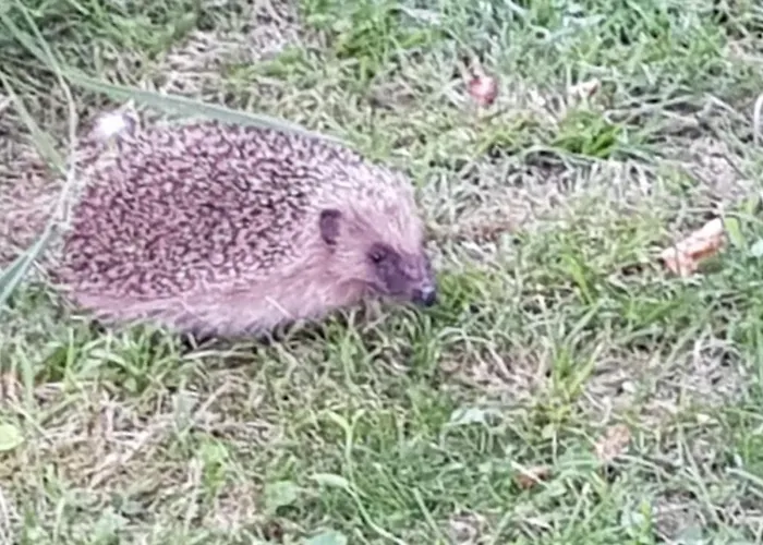 Indépendant, Deux Personnes, Clair Et Sympa Toulouse