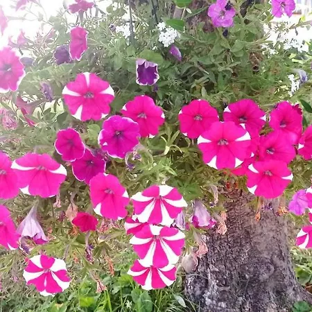 Independant, 1 Lit Deux Personnes Et 1 Appoint Piscine Jardin Direct Gare Aeroport Et Jardin Toulouse